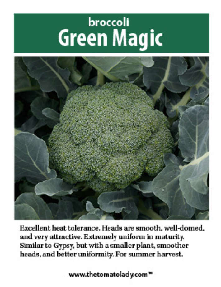 Green Magic broccoli